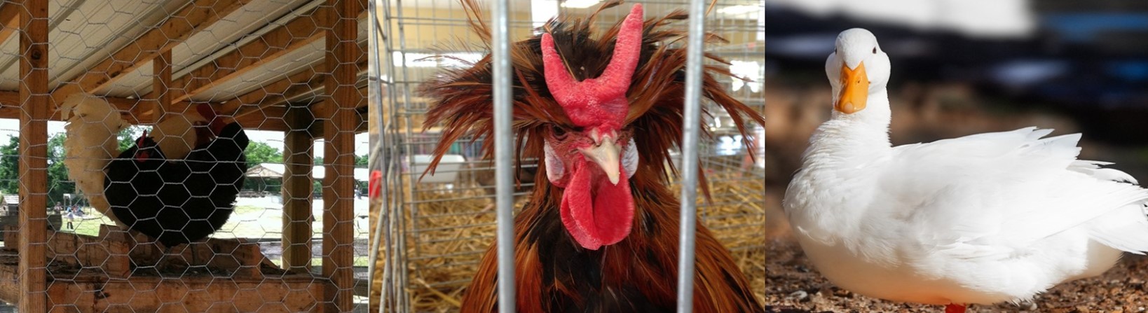 PoultryShows_Header_Correct