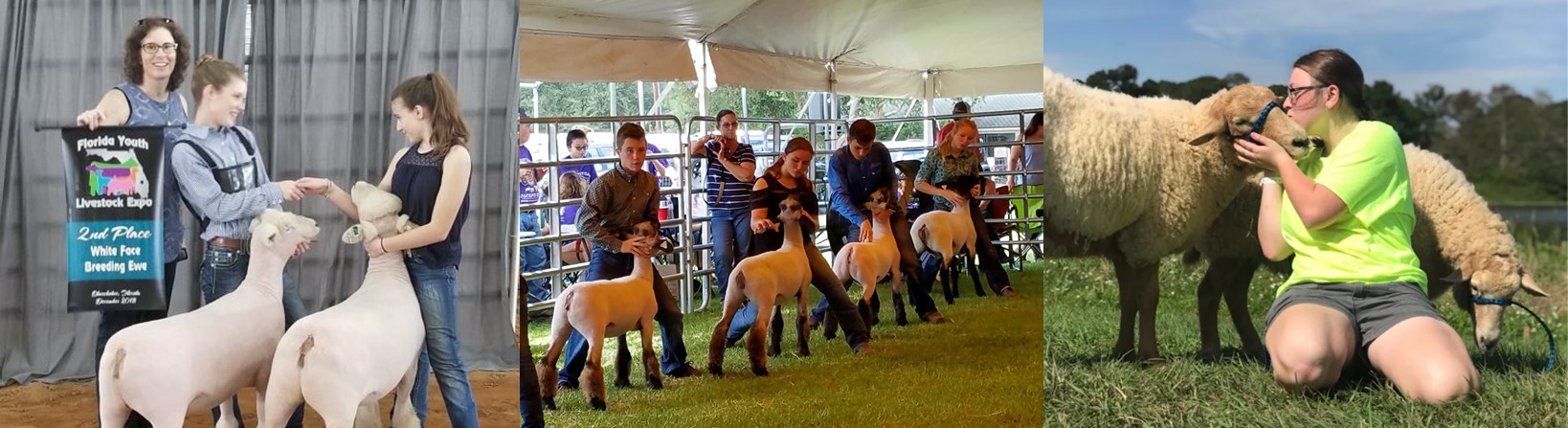 SheepShows_Header_UPDATED
