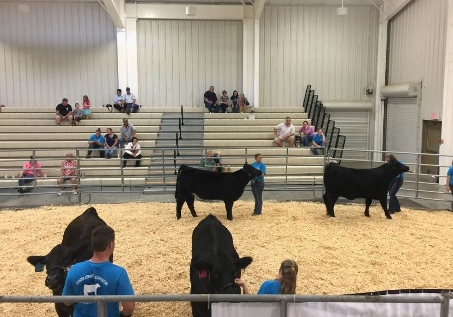 Florida Limousin Field Day